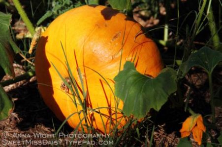 Pumpkin, Pumpkin Image
